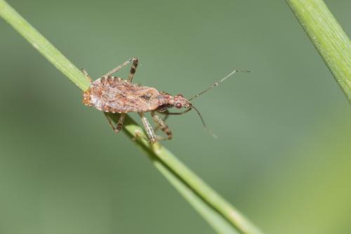 Himacerus mirmicoides